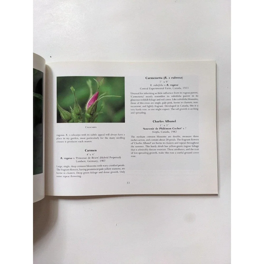 ROSA RUGOSA (1991) by Suzanne Verrier photographs by Charles Steinhacker VTG